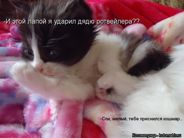 -И этой лапой я ударил дядю ротвейлера?? -Спи, милый, тебе приснился кошмар..... Котоматрица: -И этой лапой я ударил дядю ротвейлера?? -Спи, милый, тебе приснился кошмар..