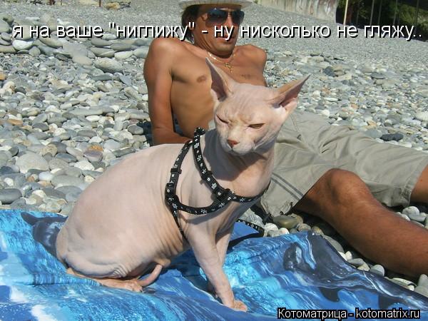 я на ваше "ниглижу" - ну нисколько не гляжу..... Котоматрица: я на ваше "ниглижу" - ну нисколько не гляжу..