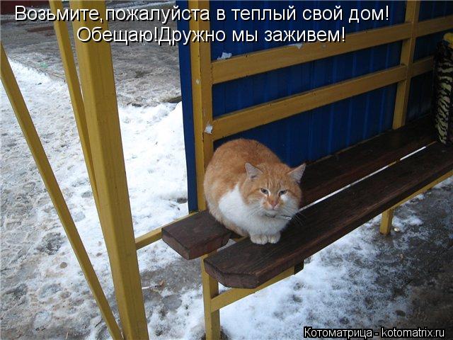 Возьмите,пожалуйста в теплый свой дом! Обещаю!Дружно мы заживем!... Котоматрица: Возьмите,пожалуйста в теплый свой дом! Обещаю!Дружно мы заживем!