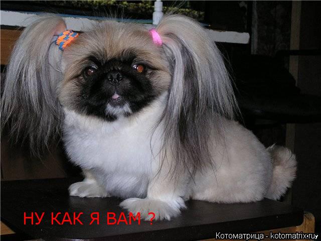 Котоматрица: НУ КАК Я ВАМ ?