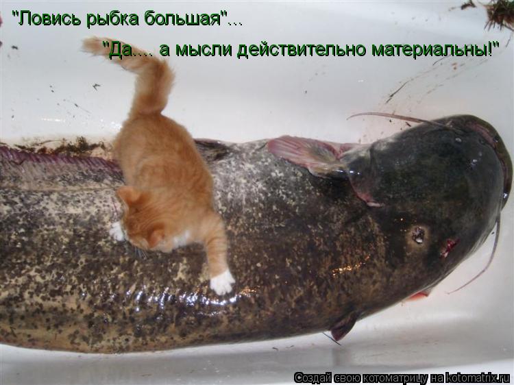 Котоматрица: "Ловись рыбка большая"... "Да.... а мысли действительно материальны!"