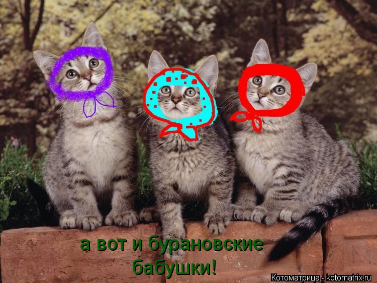 а вот и бурановские бабушки!... Котоматрица: а вот и бурановские бабушки!