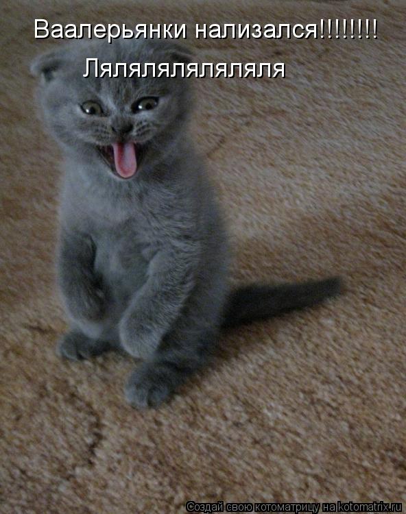 Ваалерьянки нализался!!!!!!!! Ляляляляляляля... Котоматрица: Ваалерьянки нализался!!!!!!!! Ляляляляляляля