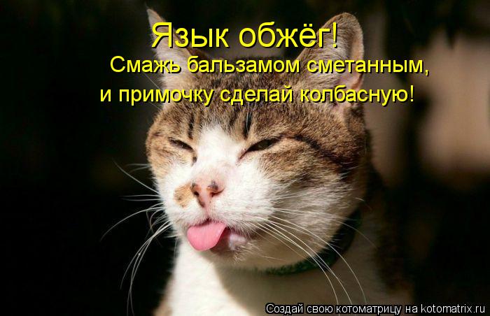 Язык обжёг! Смажь бальзамом сметанным, и примочку сделай колбасную!... Котоматрица: Язык обжёг! Смажь бальзамом сметанным, и примочку сделай колбасную!