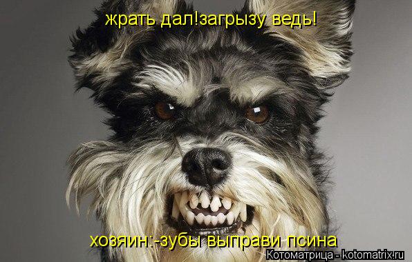 Котоматрица: жрать дал!загрызу ведь! хозяин:-зубы выправи псина