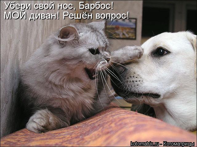 Убери свой нос, Барбос! МОЙ диван! Решён вопрос!... Котоматрица: Убери свой нос, Барбос! МОЙ диван! Решён вопрос!