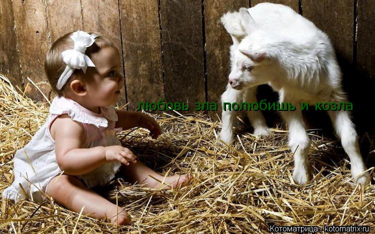 любовь зла полюбишь и козла... Котоматрица: любовь зла полюбишь и козла