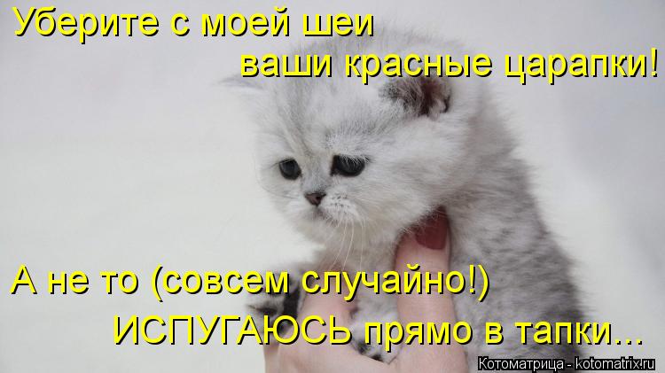 Уберите с моей шеи ваши красные царапки! А не то (совсем случайно!) ИСПУГАЮСЬ прямо в тапки...... Котоматрица: Уберите с моей шеи ваши красные царапки! А не то (совсем случайно!) ИСПУГАЮСЬ прямо в тапки...