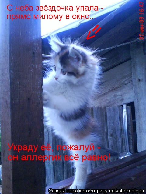 С неба звёздочка упала - прямо милому в окно... Украду её, пожалуй - он аллергик всё равно! =>... Котоматрица: С неба звёздочка упала - прямо милому в окно... Украду её, пожалуй - он аллергик всё равно! =>