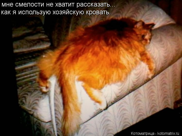 мне смелости не хватит рассказать... как я использую хозяйскую кровать.... Котоматрица: мне смелости не хватит рассказать... как я использую хозяйскую кровать.