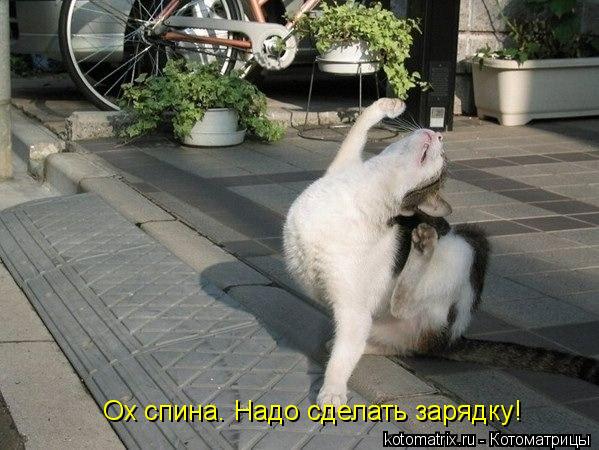 Ох спина. Надо сделать зарядку!... Котоматрица: Ох спина. Надо сделать зарядку!
