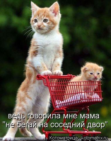 ведь говорила мне мама "не бегай на соседний двор"... Котоматрица: ведь говорила мне мама "не бегай на соседний двор"