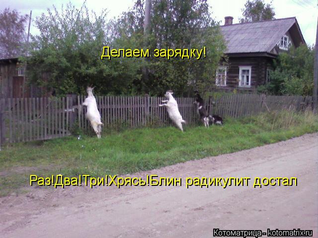 Котоматрица: Делаем зарядку! Раз!Два!Три!Хрясь!Блин радикулит достал
