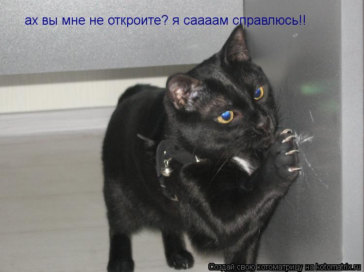 ах вы мне не откроите? я саааам справлюсь!!... Котоматрица: ах вы мне не откроите? я саааам справлюсь!!