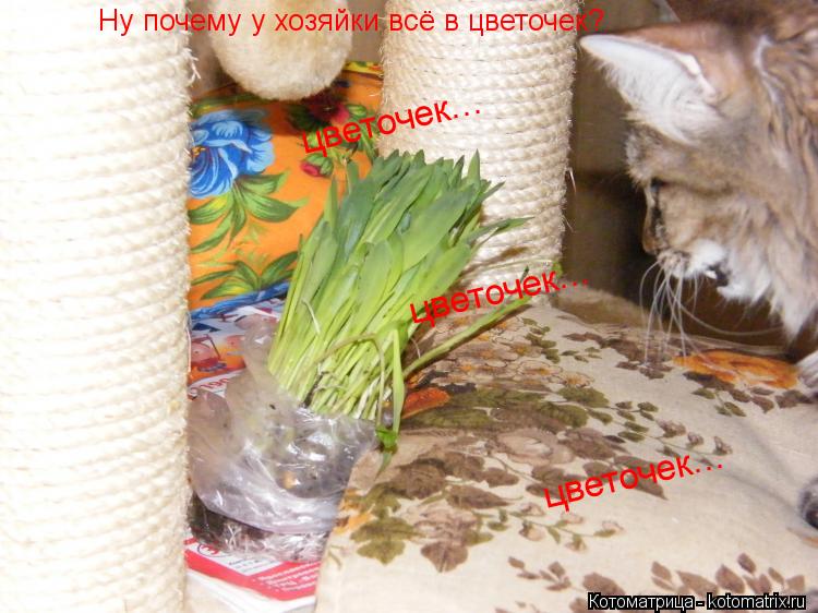 Ну почему у хозяйки всё в цветочек? цветочек... цветочек... цветочек...... Котоматрица: Ну почему у хозяйки всё в цветочек? цветочек... цветочек... цветочек...