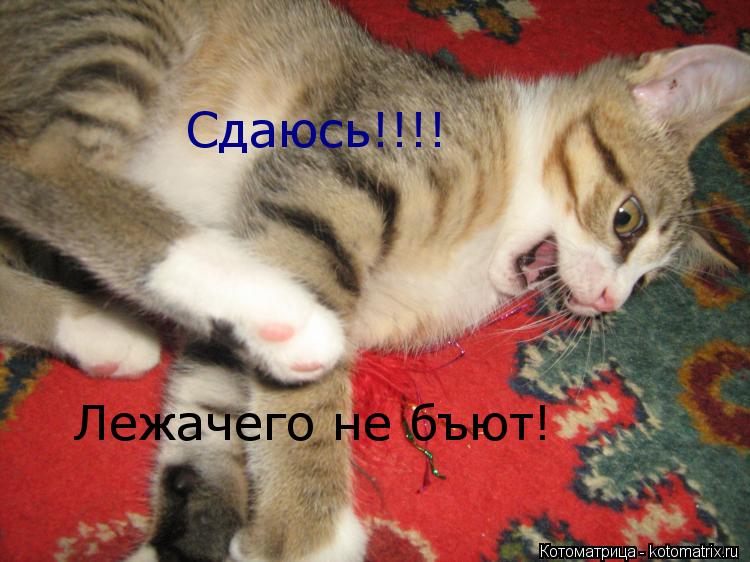 Сдаюсь!!!! Лежачего не бъют!... Котоматрица: Сдаюсь!!!! Лежачего не бъют!