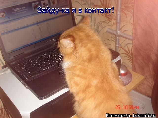 Зайду-ка я в контакт! Зайду-ка я в контакт!... Котоматрица: Зайду-ка я в контакт! Зайду-ка я в контакт!