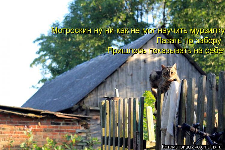 Мотроскин ну ни как не мог научить мурзилку Лазать по забору Пришлось показывать на себе... Котоматрица: Мотроскин ну ни как не мог научить мурзилку Лазать по забору Пришлось показывать на себе