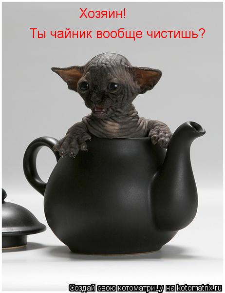 Хозяин! Ты чайник вообще чистишь?... Котоматрица: Хозяин! Ты чайник вообще чистишь?