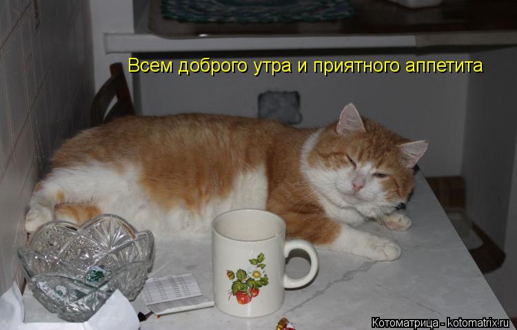 Всем доброго утра и приятного аппетита... Котоматрица: Всем доброго утра и приятного аппетита