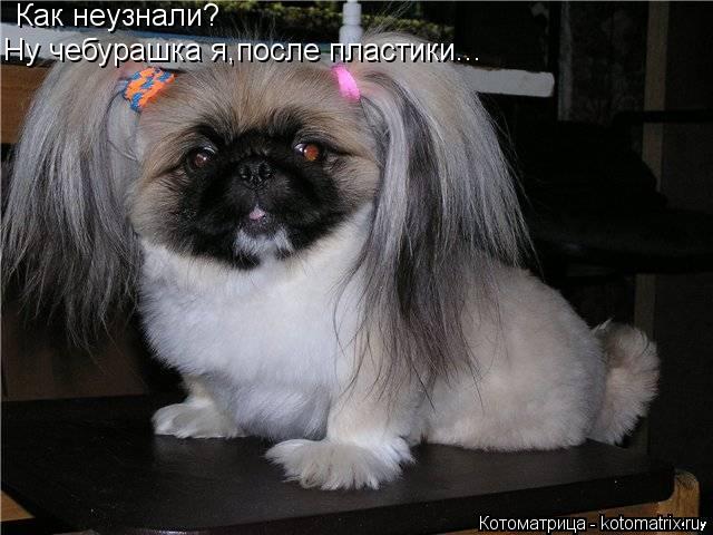 Как неузнали? Ну чебурашка я,после пластики...... Котоматрица: Как неузнали? Ну чебурашка я,после пластики...