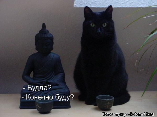 Котоматрица: - Будда?  - Конечно буду?