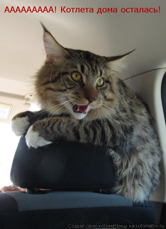 ААААААААА! Котлета дома осталась!... Котоматрица: ААААААААА! Котлета дома осталась!