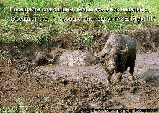 Обещают же..." коровы станут вдруг ГАЗЕЛЯМИ !!!" Посещайте спа-салоны, квасьтесь в них неделями,... Котоматрица: Обещают же..." коровы станут вдруг ГАЗЕЛЯМИ !!!" Посещайте спа-салоны, квасьтесь в них неделями,