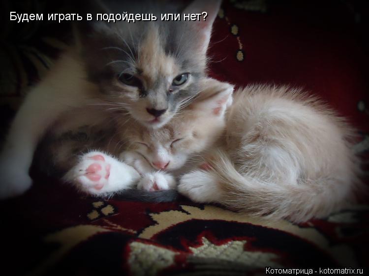 Будем играть в подойдешь или нет?... Котоматрица: Будем играть в подойдешь или нет?