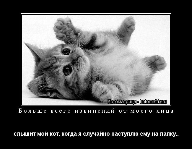 Больше всего извинений от моего лица слышит мой кот, когда я случайно наступлю ему на лапку..... Котоматрица: Больше всего извинений от моего лица слышит мой кот, когда я случайно наступлю ему на лапку..