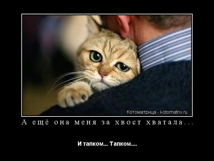 А ещё она меня за хвост хватала... И тапком... Тапком....... Котоматрица: А ещё она меня за хвост хватала... И тапком... Тапком....