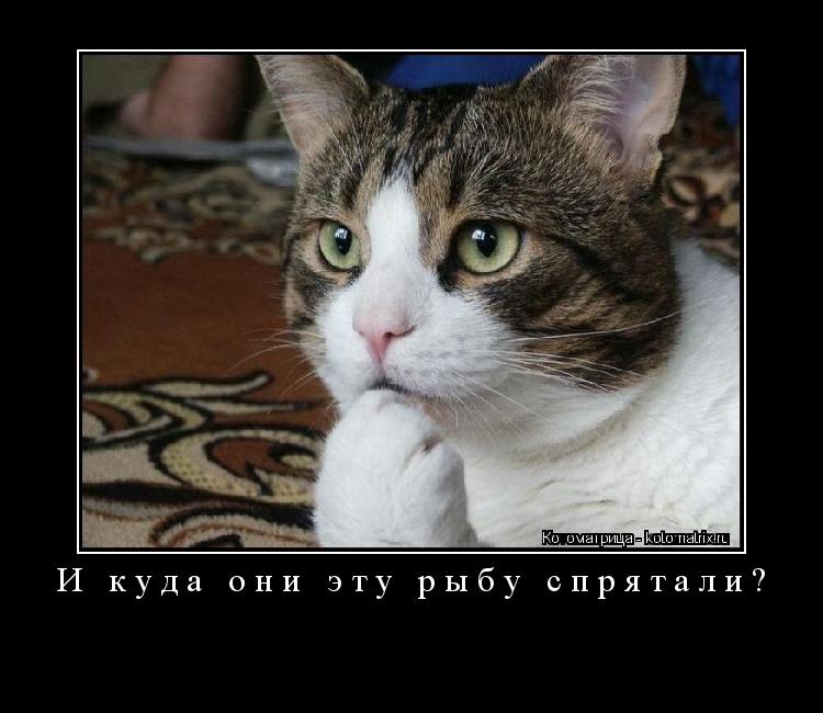 И куда они эту рыбу спрятали? ... Котоматрица: И куда они эту рыбу спрятали?