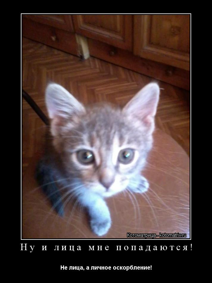 Ну и лица мне попадаются! Не лица, а личное оскорбление!... Котоматрица: Ну и лица мне попадаются! Не лица, а личное оскорбление!
