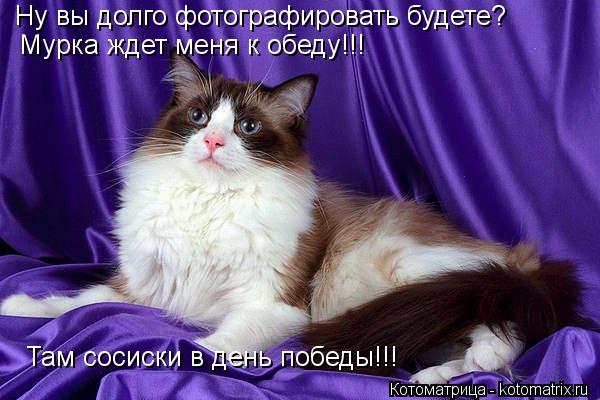 Ну вы долго фотографировать будете? Мурка ждет меня к обеду!!! Там сосиски в день победы!!!... Котоматрица: Ну вы долго фотографировать будете? Мурка ждет меня к обеду!!! Там сосиски в день победы!!!