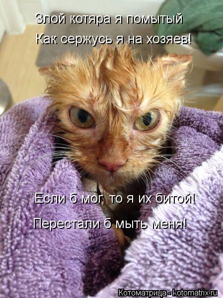 Котоматрица: Злой котяра я помытый Как сержусь я на хозяев! Если б мог, то я их битой! Перестали б мыть меня!