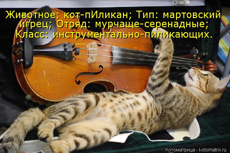 Животное: кот-пИликан; Тип: мартовский игрец; Отряд: мурчаще-серенадные; Класс: инструментально-пили... Котоматрица: Животное: кот-пИликан; Тип: мартовский игрец; Отряд: мурчаще-серенадные; Класс: инструментально-пиликающих.