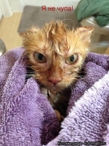 Котоматрица: Я не чупа!