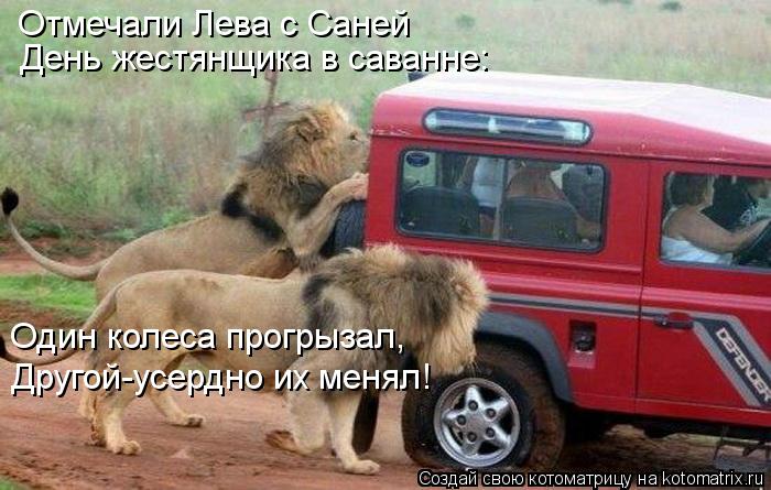 День жестянщика в саванне: Отмечали Лева с Саней Один колеса прогрызал, Другой-усердно их менял!... Котоматрица: День жестянщика в саванне: Отмечали Лева с Саней Один колеса прогрызал, Другой-усердно их менял!