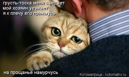 грусть-тоска меня съедает мой хозяин уезжает я к плечу его прижмусь на прощанье намурчусь... Котоматрица: грусть-тоска меня съедает мой хозяин уезжает я к плечу его прижмусь на прощанье намурчусь