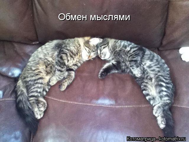 Обмен мыслями... Котоматрица: Обмен мыслями