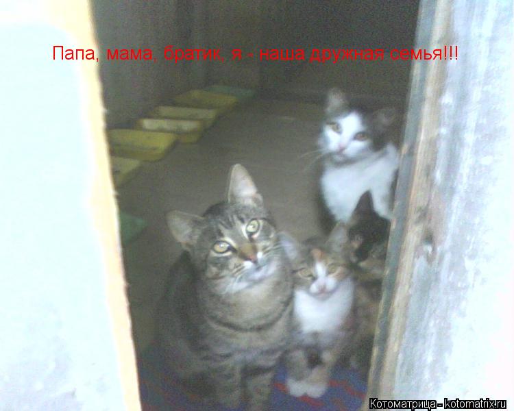 Котоматрица: Папа, мама, братик, я - наша дружная семья!!!