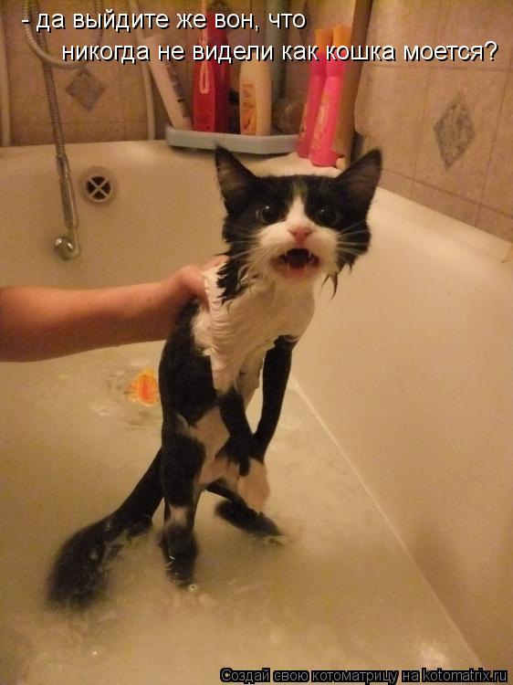Котоматрица: - да выйдите же вон, что никогда не видели как кошка моется?