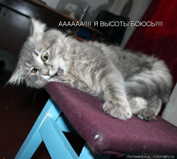 АААААА!!!! Я ВЫСОТЫ БОЮСЬ!!!!... Котоматрица: АААААА!!!! Я ВЫСОТЫ БОЮСЬ!!!!