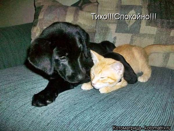 Тихо!!!Спокойно!!!... Котоматрица: Тихо!!!Спокойно!!!