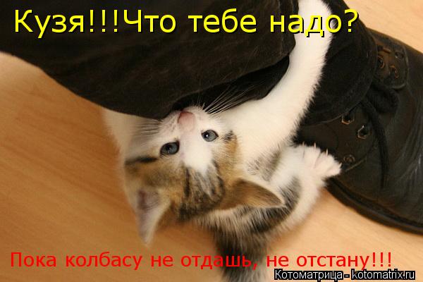 Котоматрица: Кузя!!!Что тебе надо? Пока колбасу не отдашь, не отстану!!!