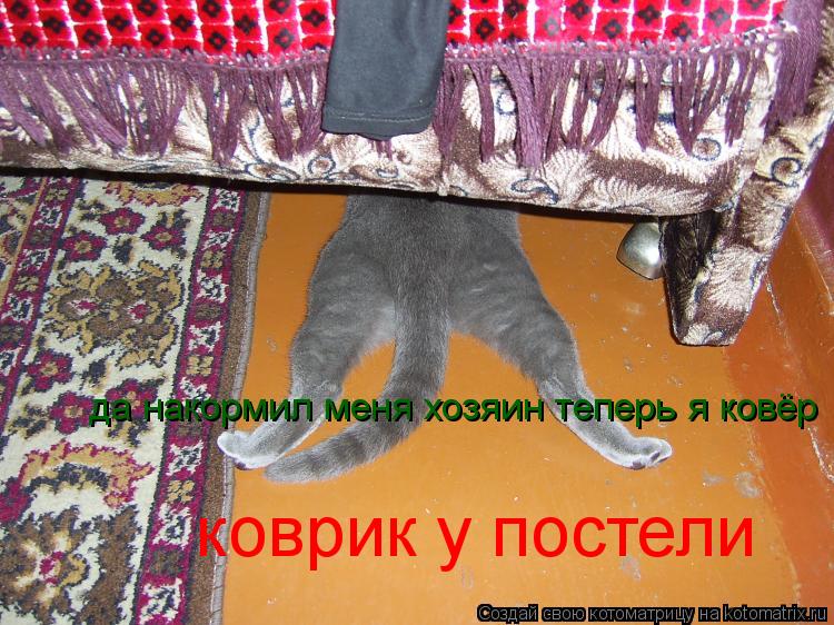 коврик у постели да накормил меня хозяин теперь я ковёр... Котоматрица: коврик у постели да накормил меня хозяин теперь я ковёр