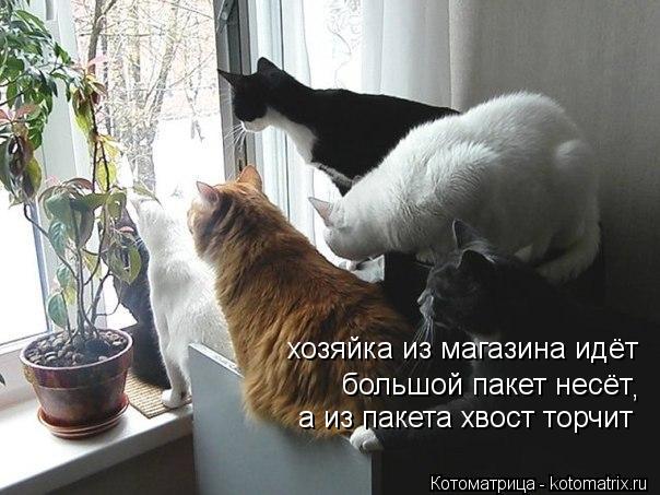 хозяйка из магазина идёт большой пакет несёт а из пакета хвост торчит ,... Котоматрица: хозяйка из магазина идёт большой пакет несёт а из пакета хвост торчит ,
