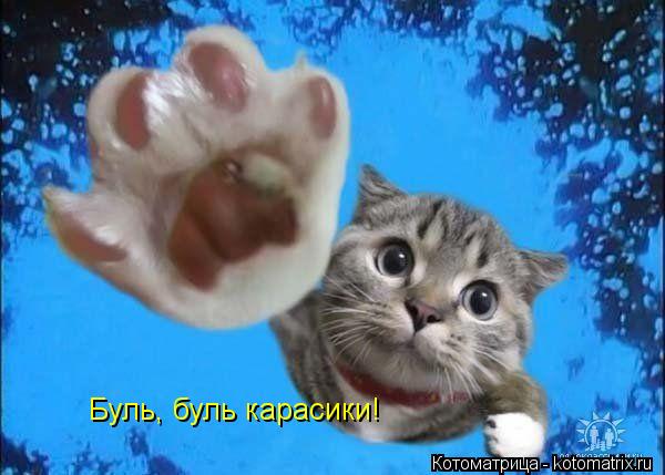 Буль, буль карасики!... Котоматрица: Буль, буль карасики!