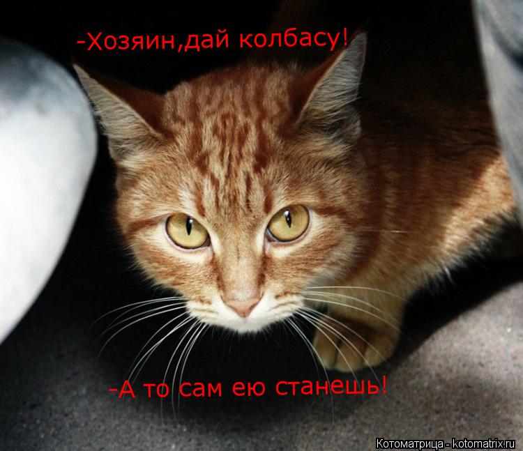 -Хозяин,дай колбасу! -А то сам ею станешь!... Котоматрица: -Хозяин,дай колбасу! -А то сам ею станешь!