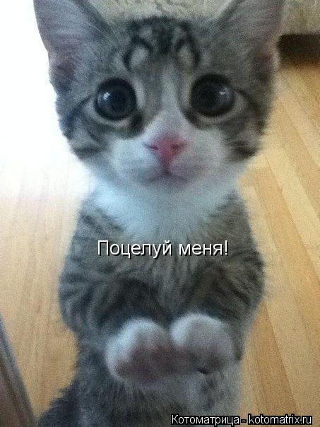 Поцелуй меня! Поцелуй меня!... Котоматрица: Поцелуй меня! Поцелуй меня!
